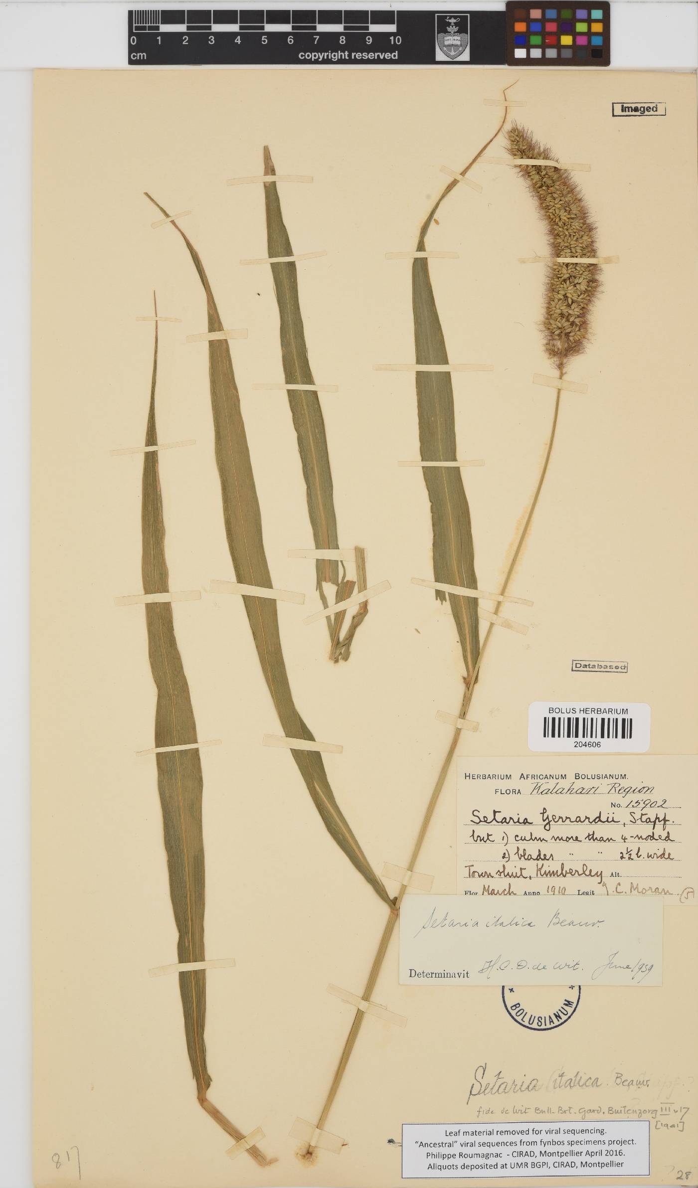 Setaria italica image