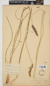 Setaria incrassata image