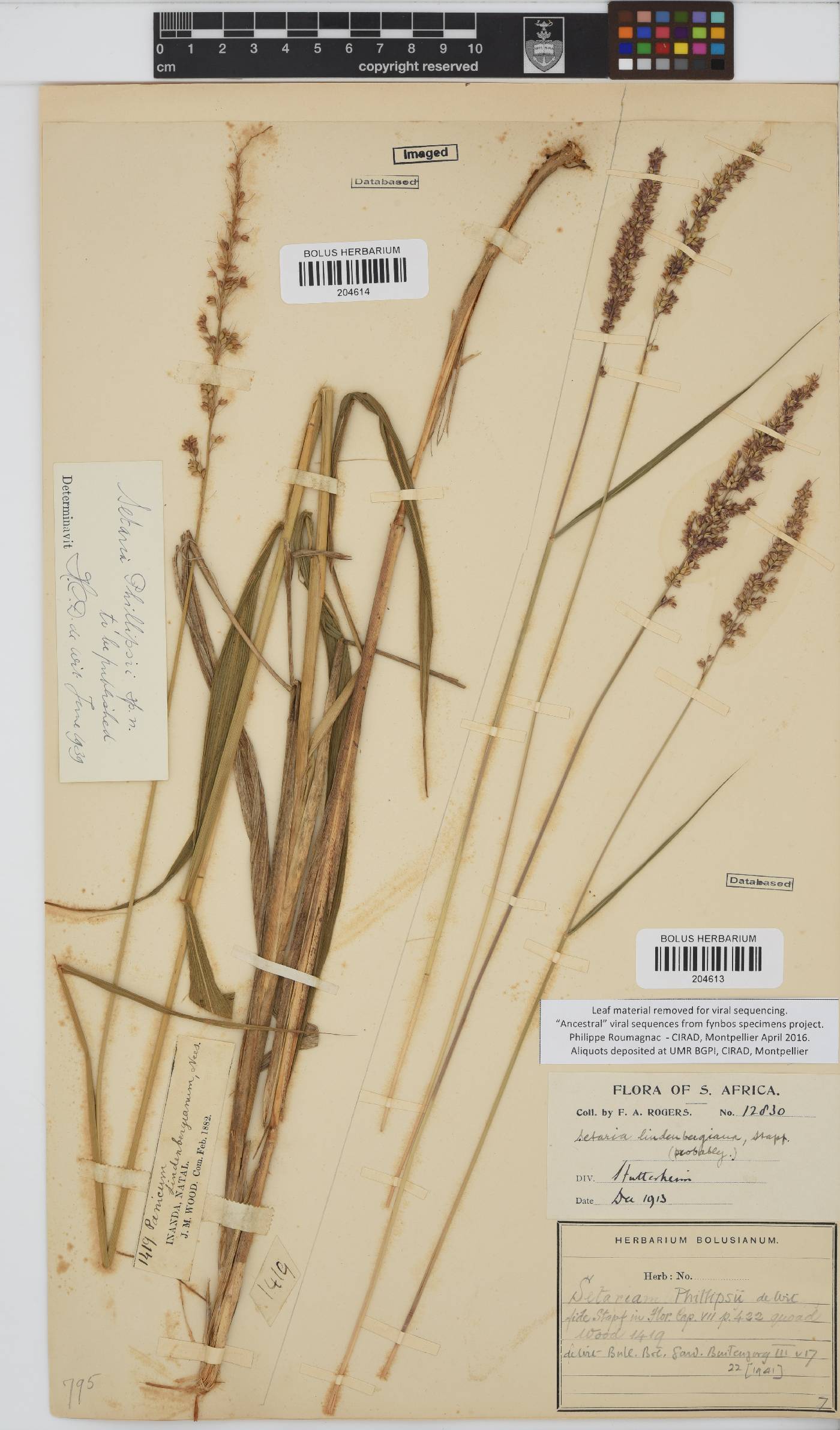 Setaria lindenbergiana image