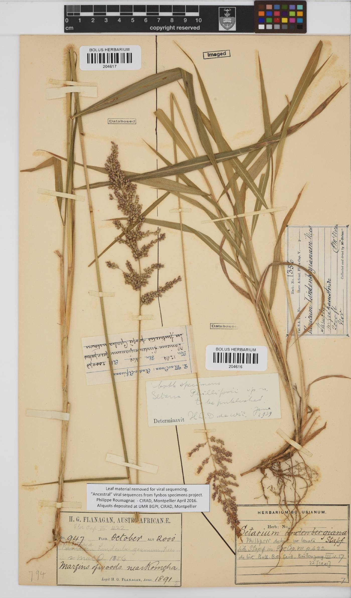 Setaria lindenbergiana image