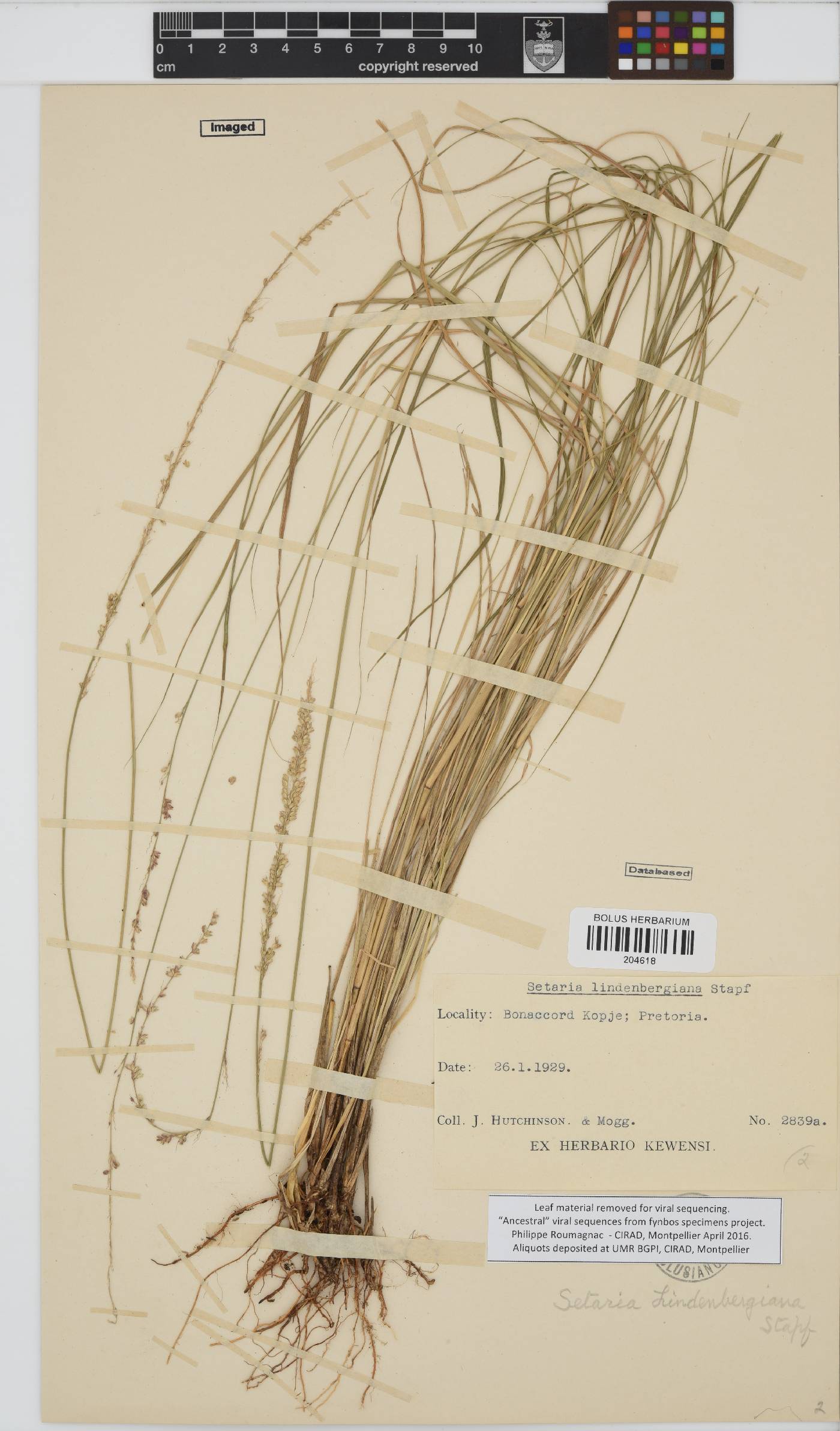 Setaria lindenbergiana image