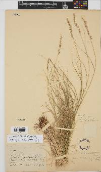 Setaria lindenbergiana image