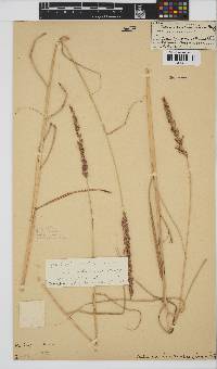 Setaria lindenbergiana image