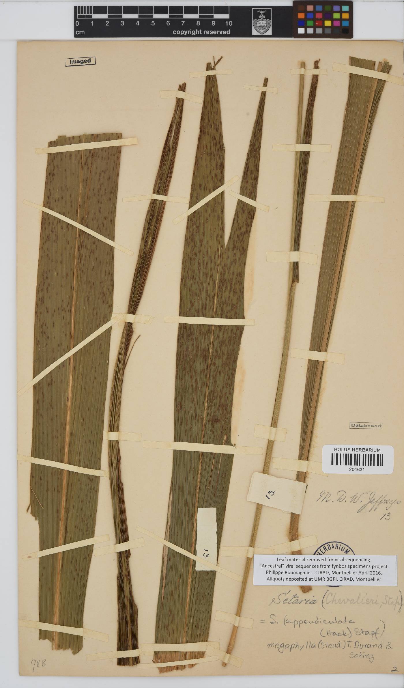 Setaria megaphylla image