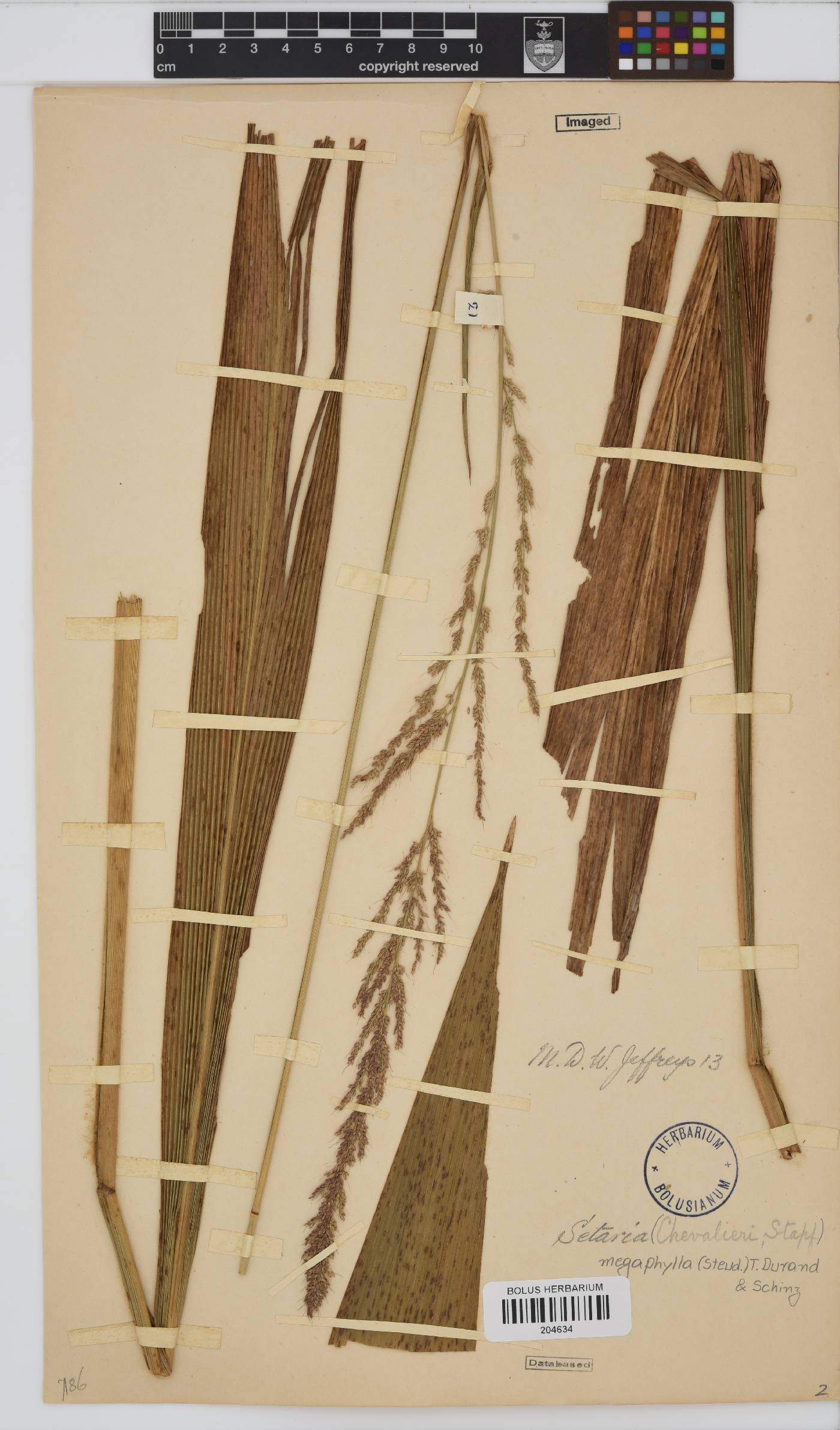 Setaria megaphylla image