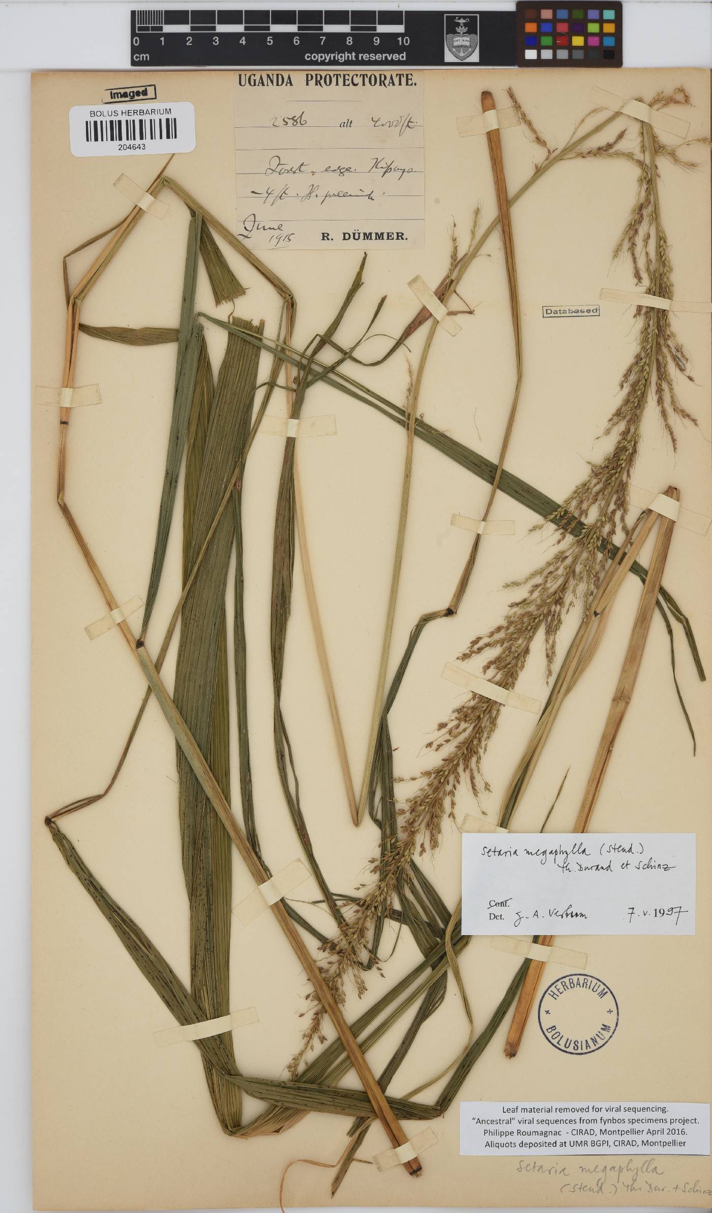 Setaria megaphylla image