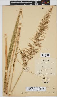 Setaria megaphylla image