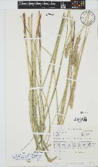 Setaria nigrirostris image