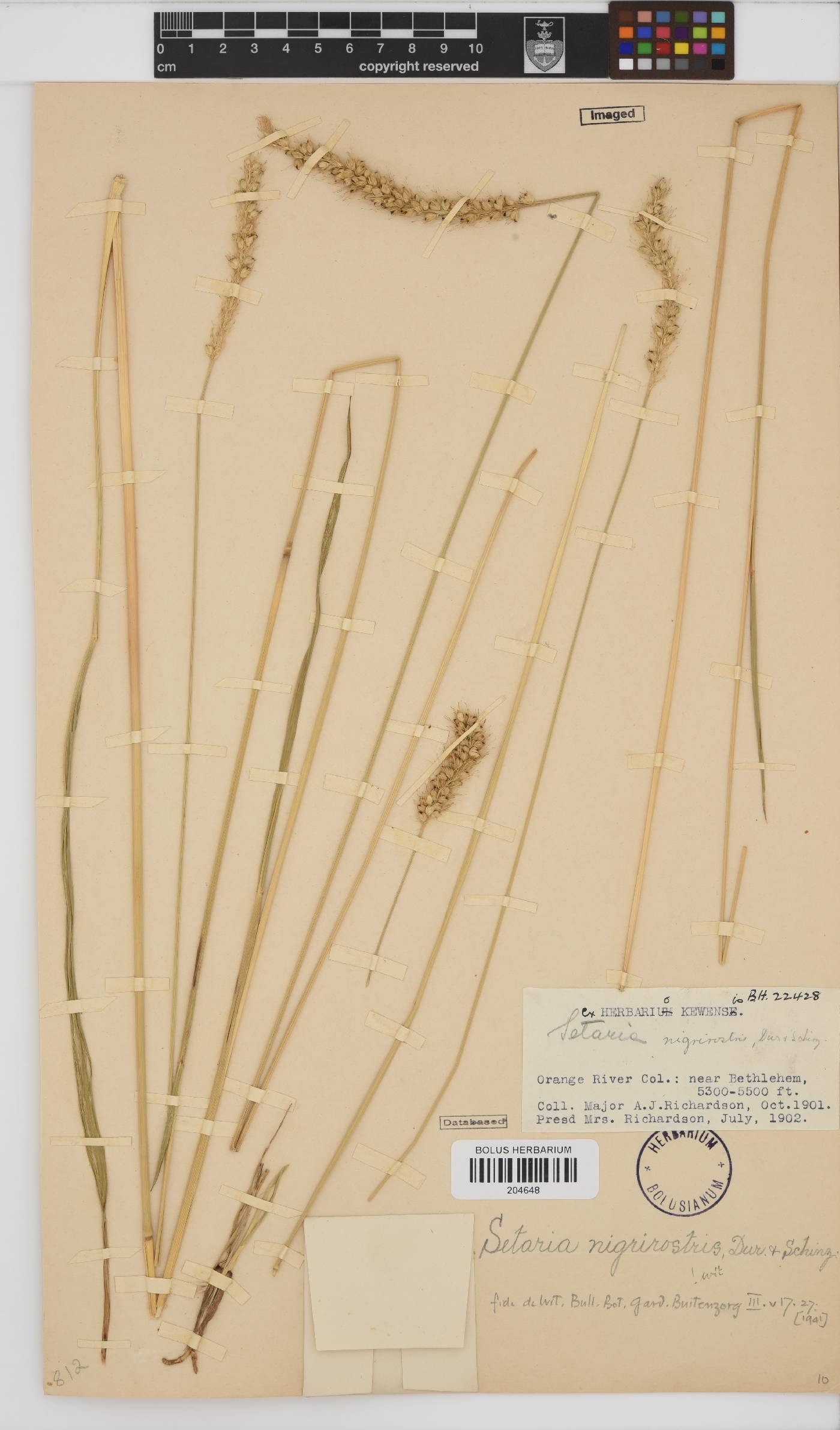 Setaria nigrirostris image