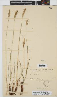 Setaria nigrirostris image