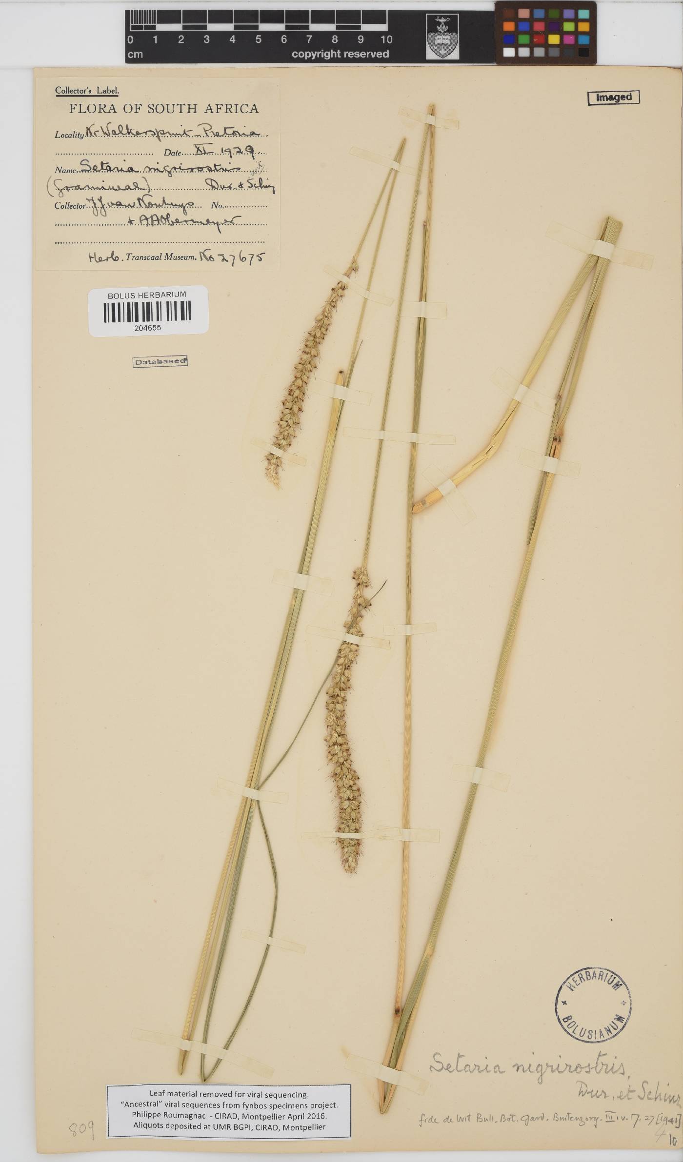 Setaria nigrirostris image