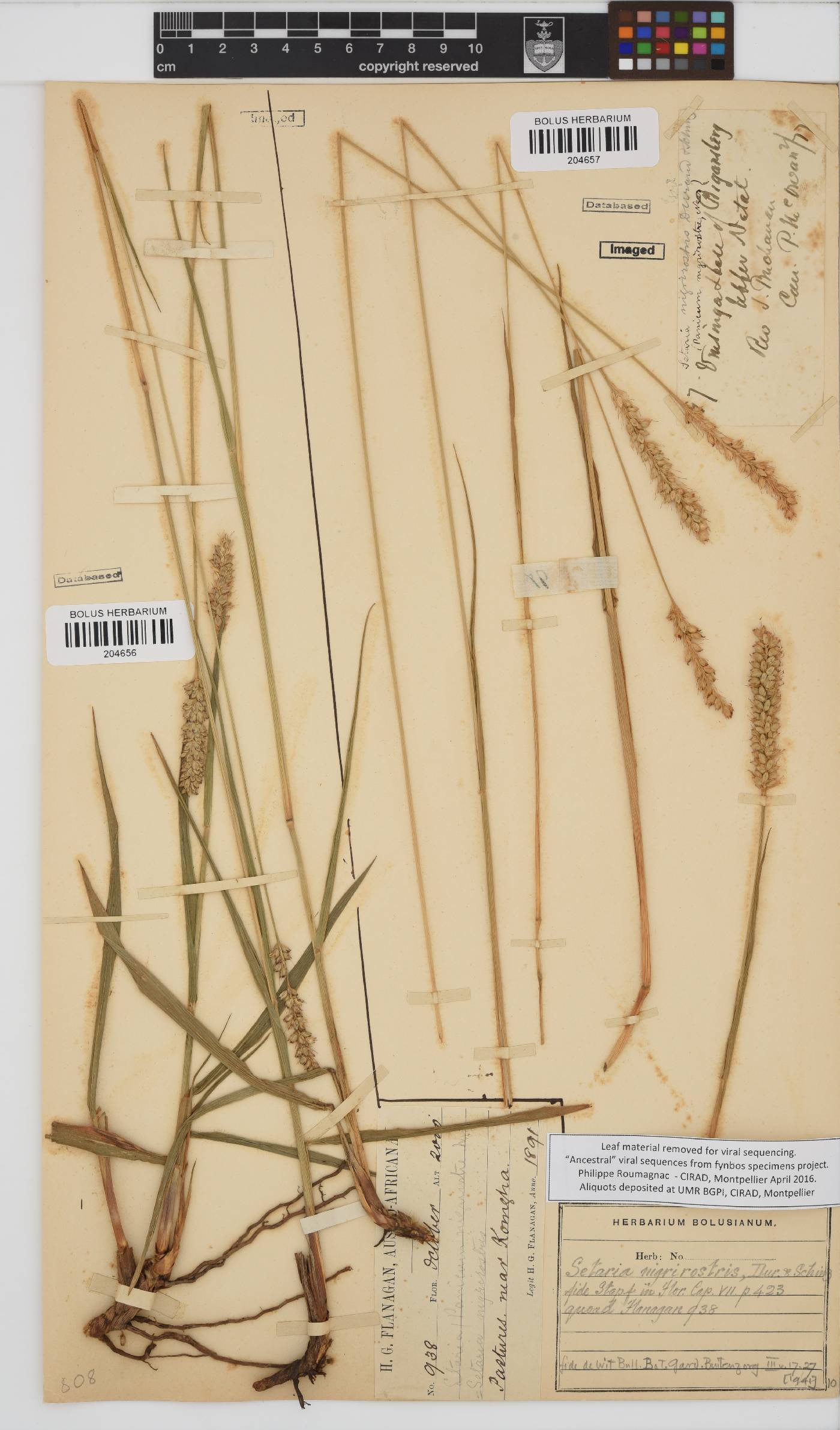 Setaria nigrirostris image