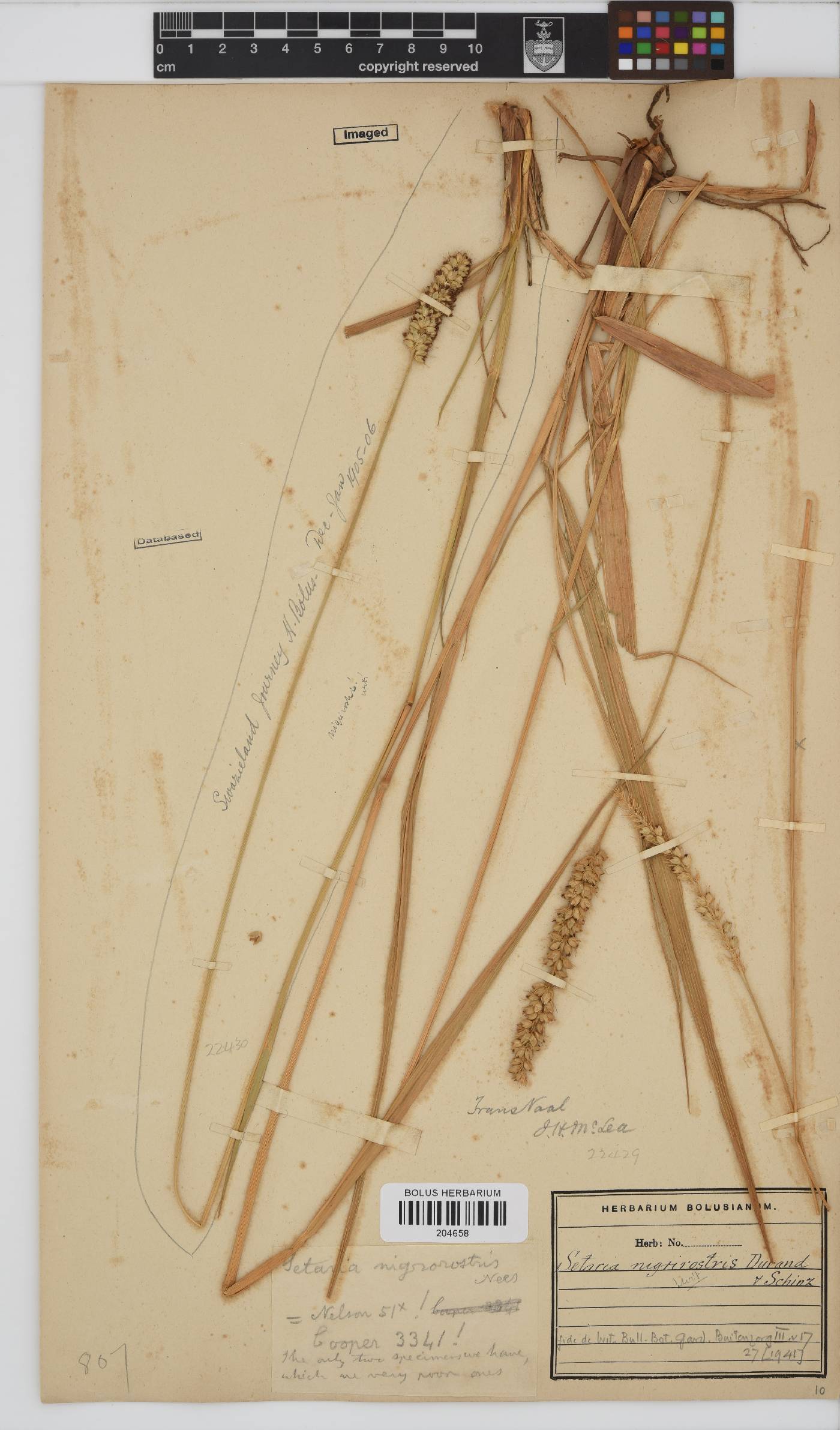 Setaria nigrirostris image