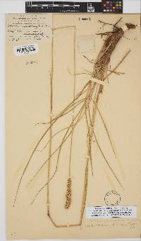 Setaria nigrirostris image