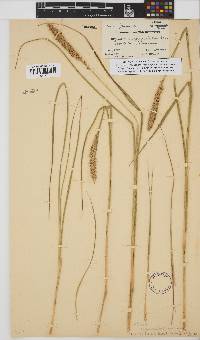 Setaria nigrirostris image