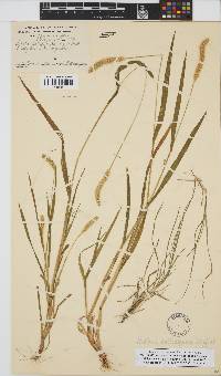 Setaria pumila image