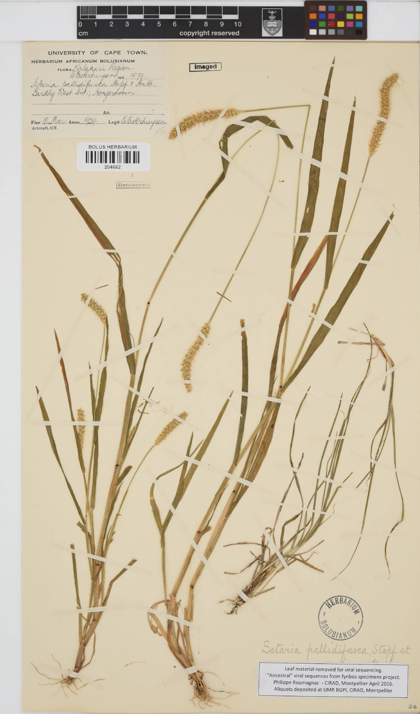 Setaria pumila image