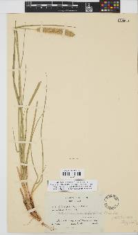 Setaria pumila image