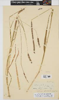 Setaria pumila image