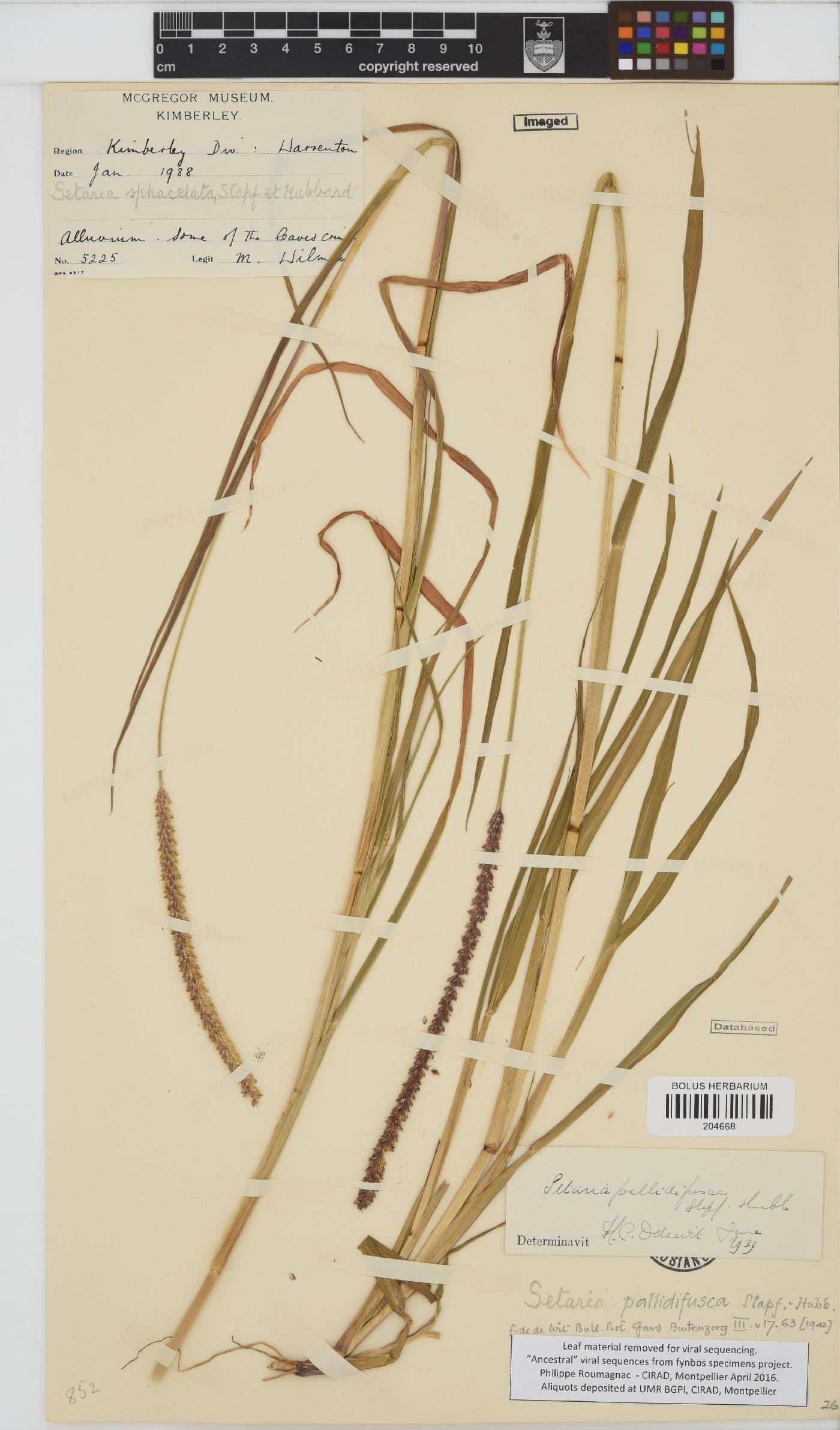 Setaria pumila image