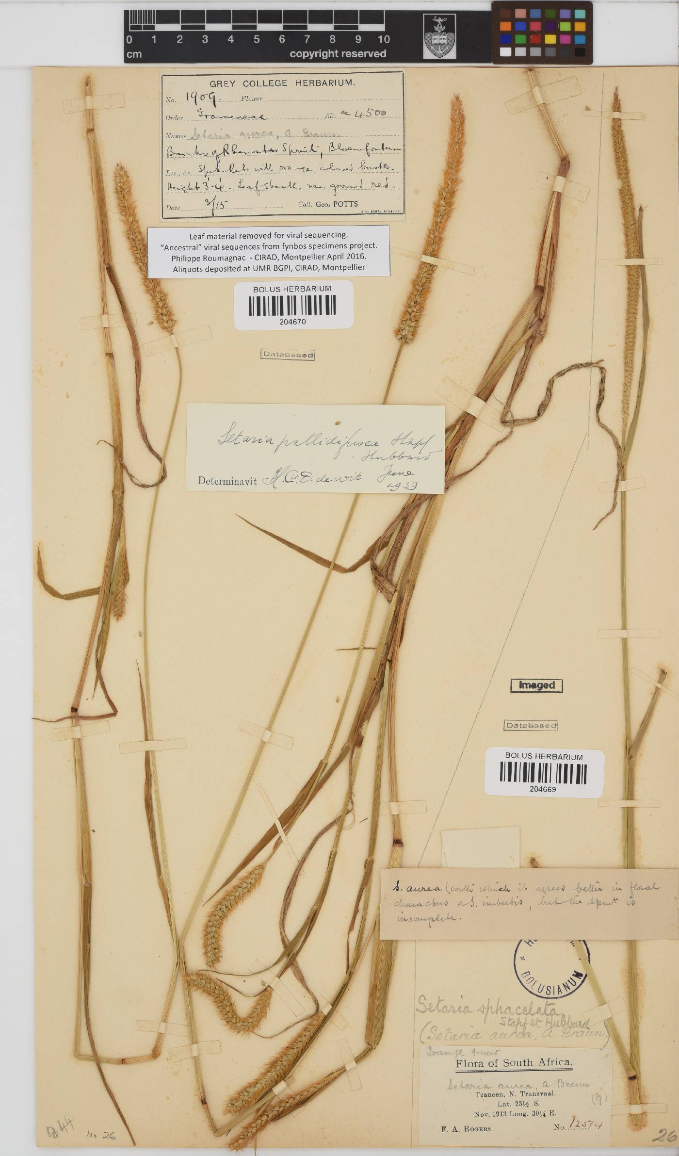 Setaria pumila image