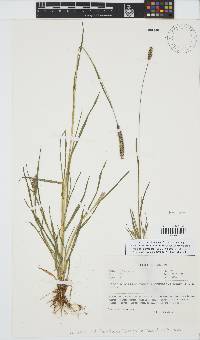 Setaria pumila image