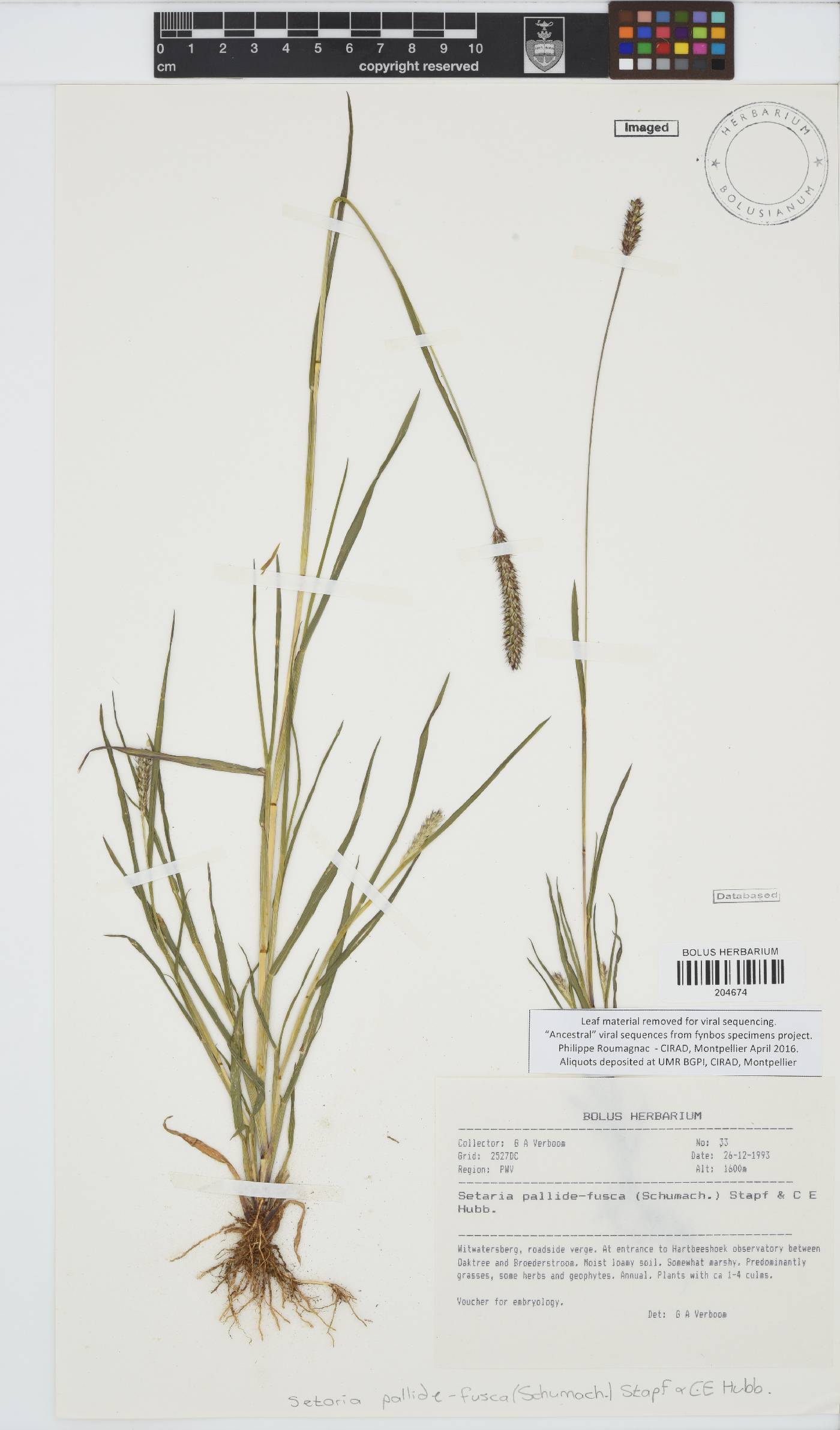 Setaria pumila image