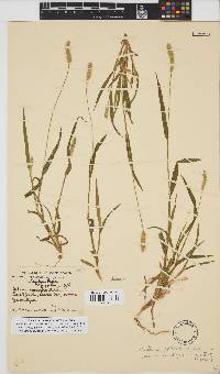 Setaria pumila image