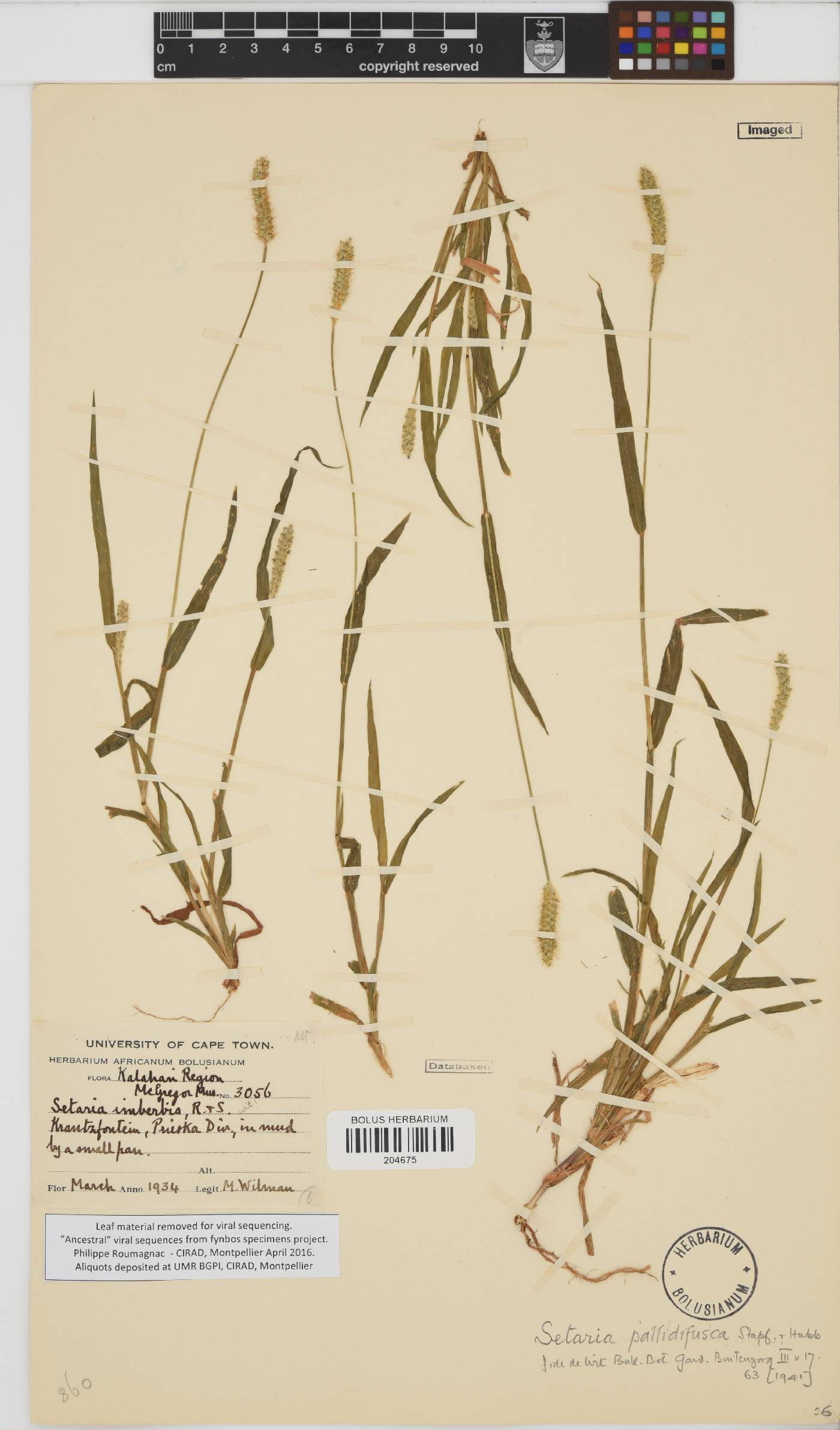 Setaria pumila image