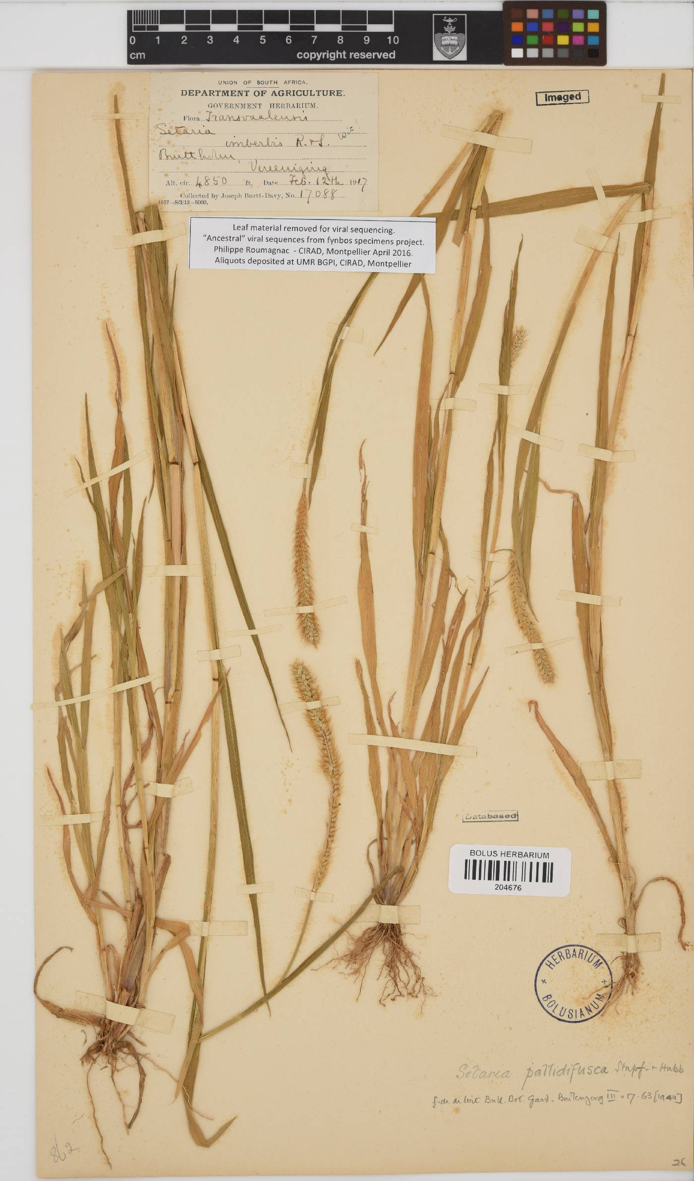Setaria pumila image