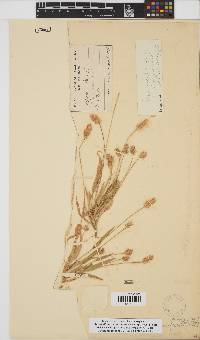 Setaria pumila image