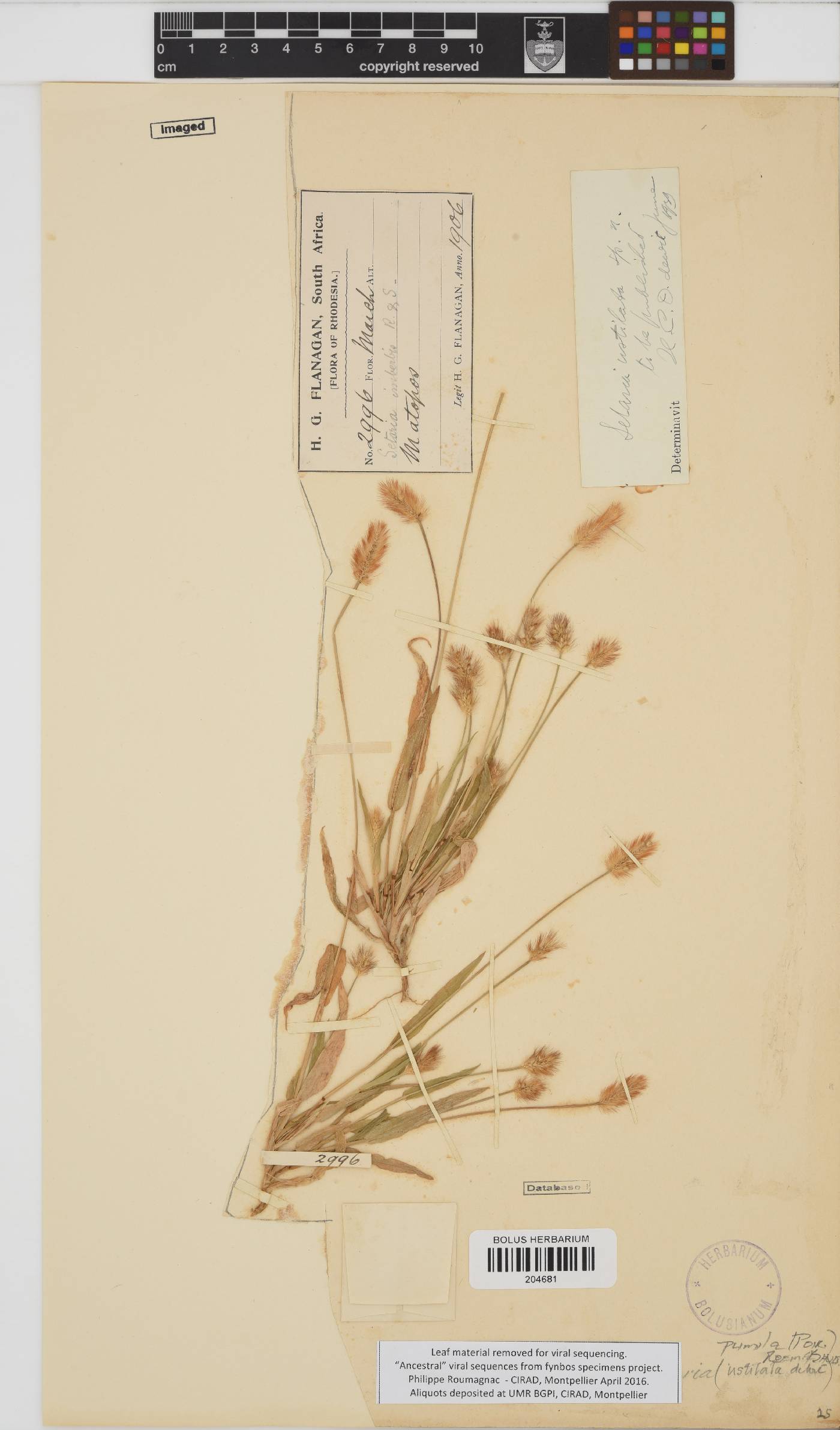 Setaria pumila image