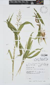 Setaria sagittifolia image