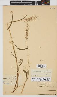 Setaria sagittifolia image