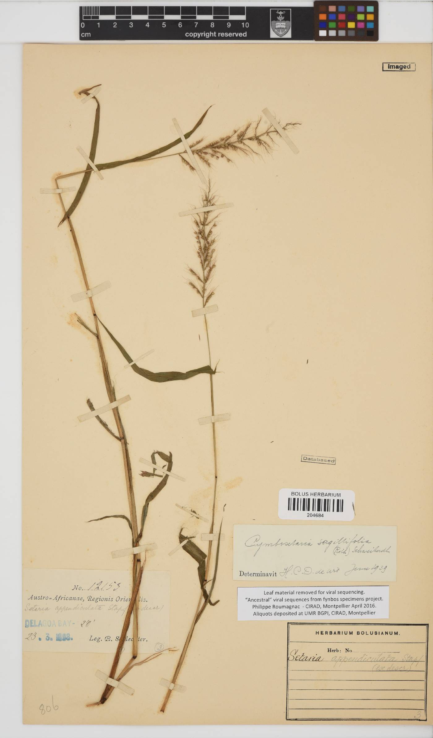 Setaria sagittifolia image