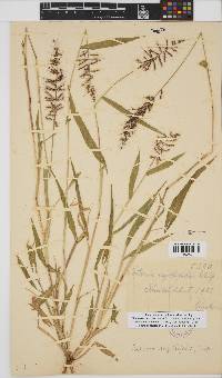 Setaria sagittifolia image