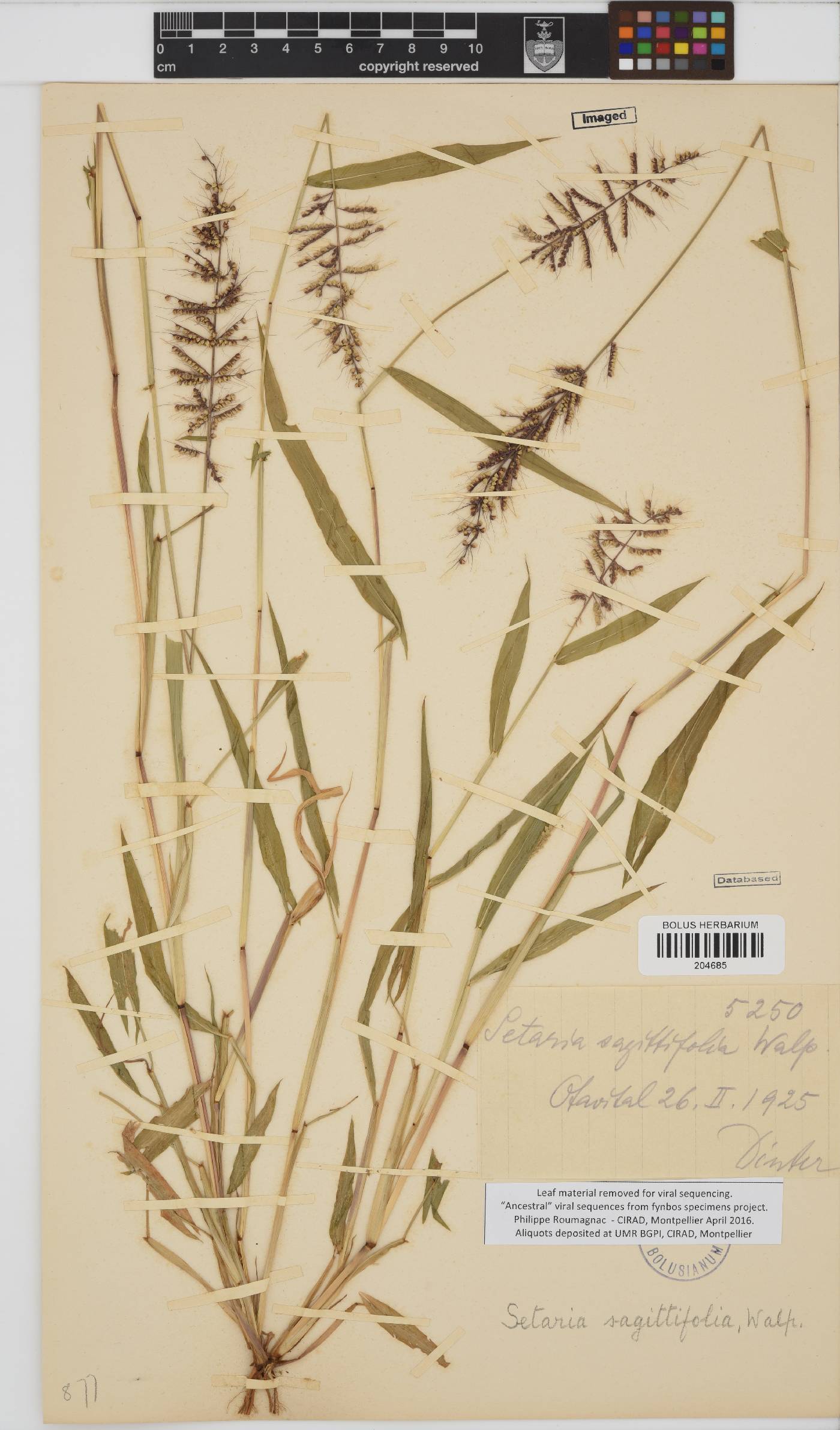 Setaria sagittifolia image