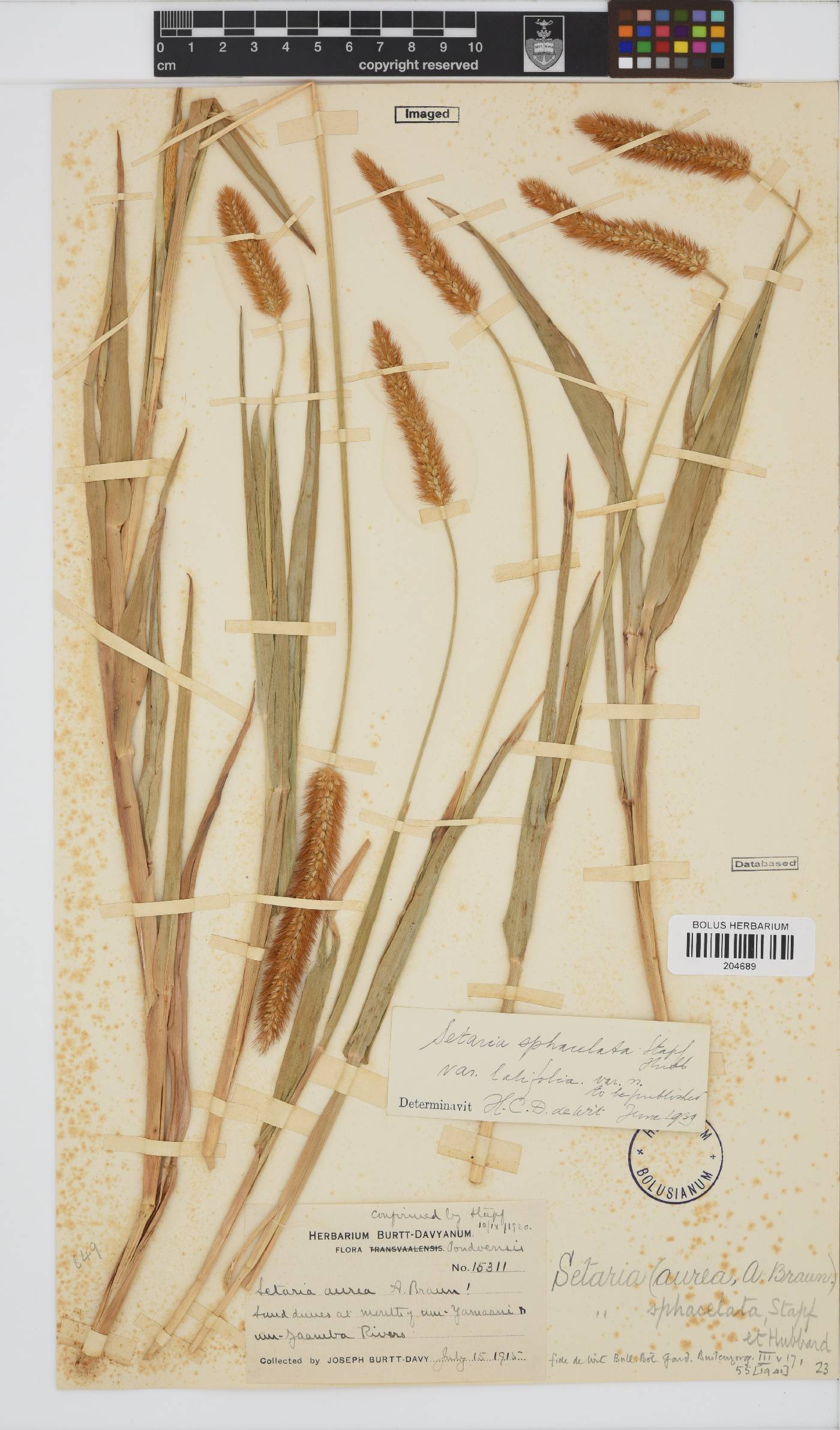 Setaria image