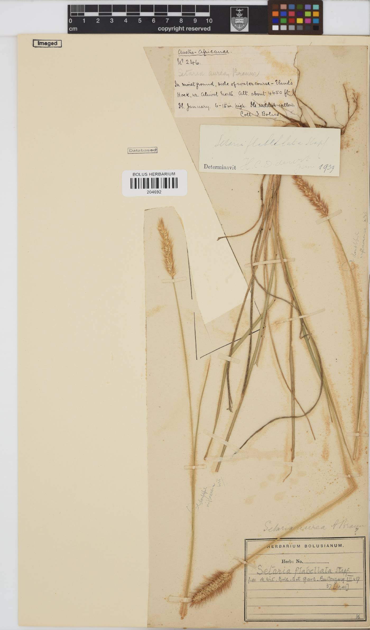 Setaria sphacelata image