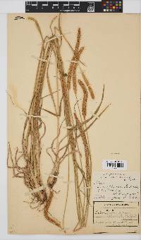 Setaria sphacelata image