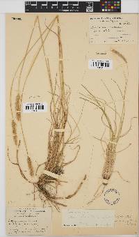 Setaria sphacelata image