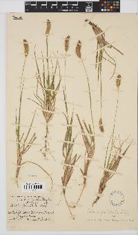 Setaria sphacelata image