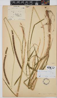 Setaria sphacelata image