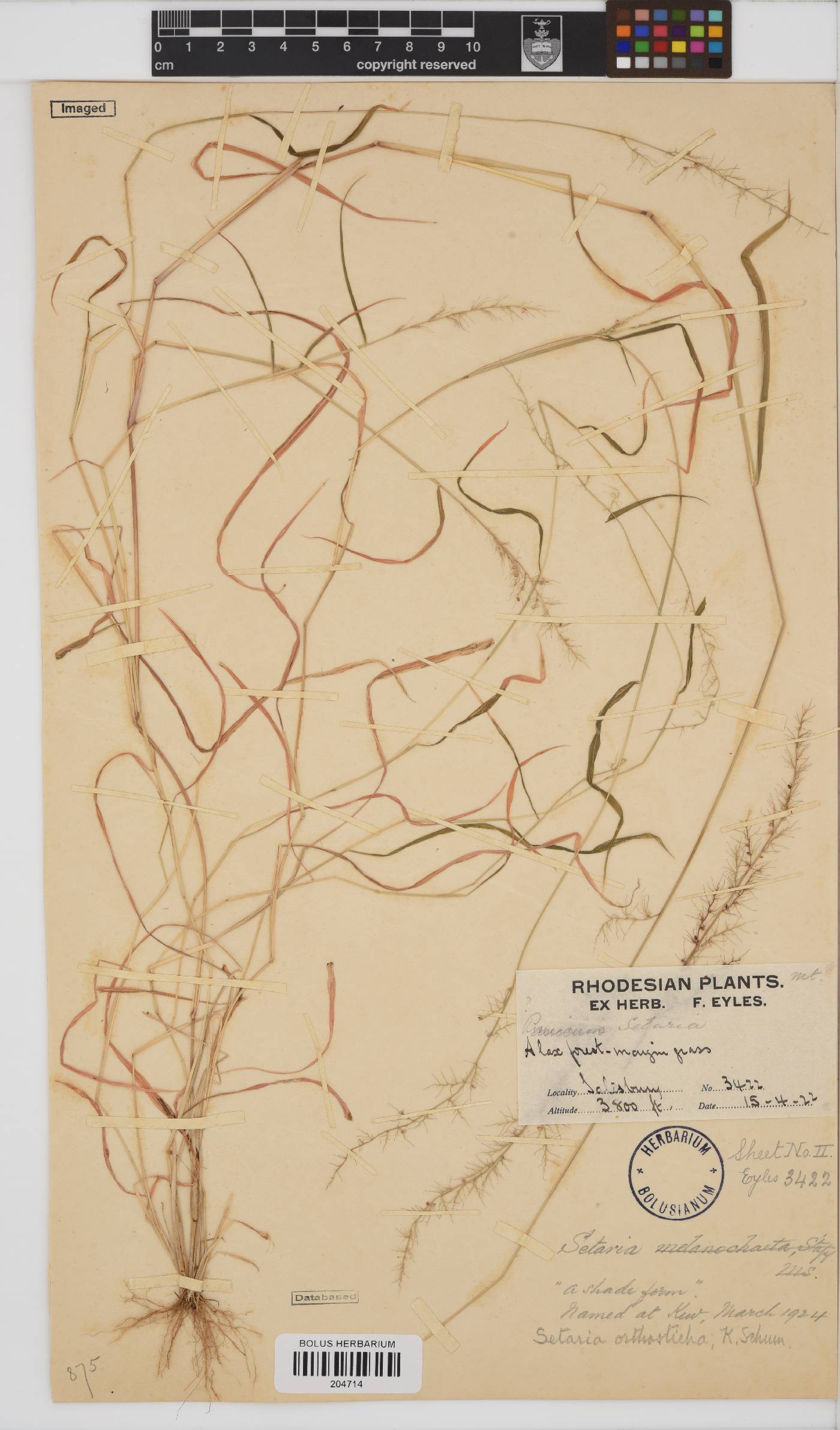 Setaria orthosticha image