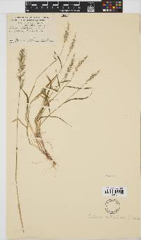 Setaria orthosticha image