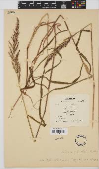 Setaria orthosticha image