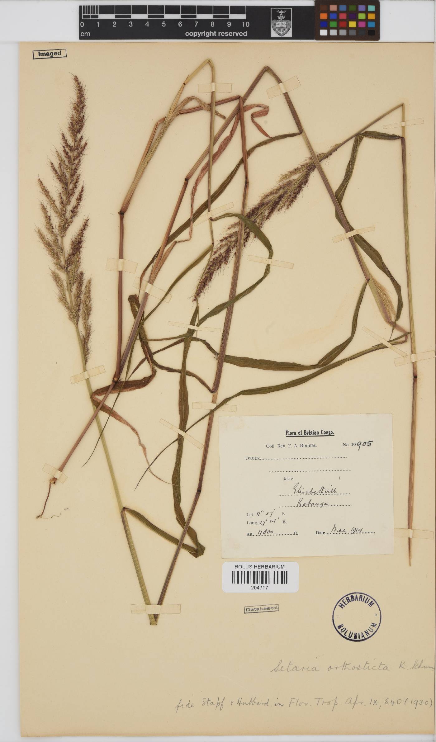 Setaria orthosticha image