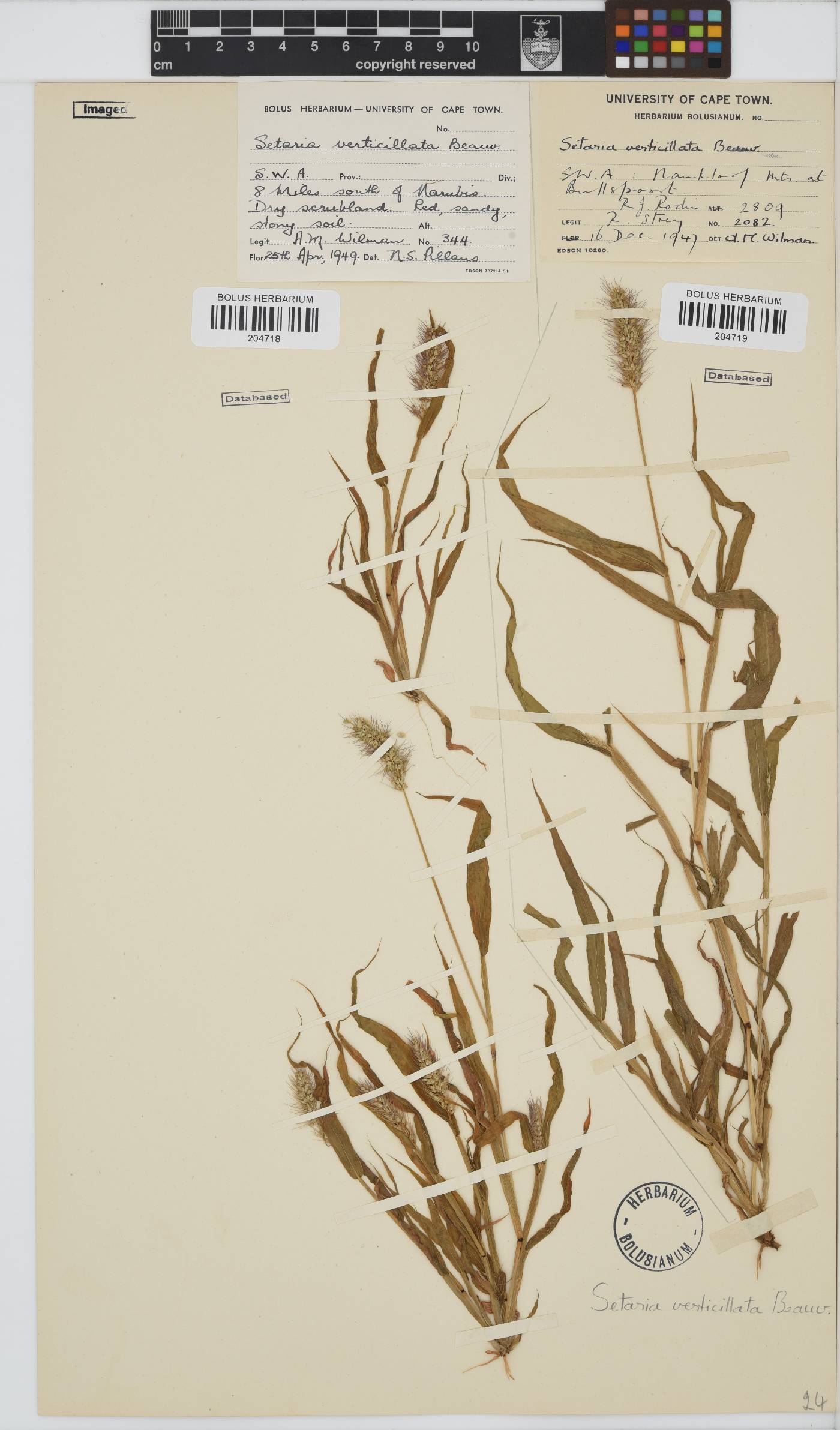 Setaria image