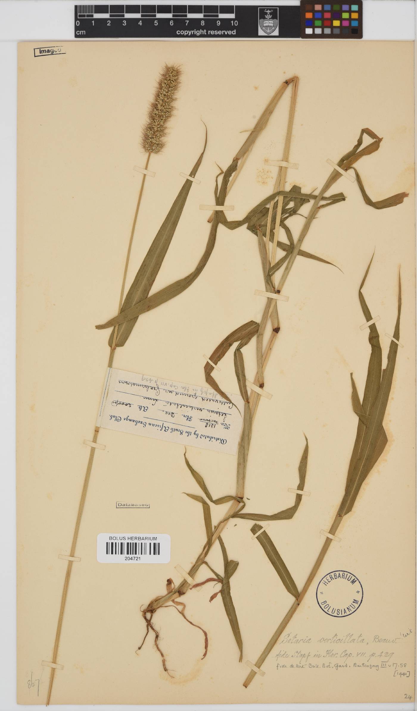 Setaria verticillata image