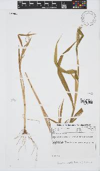 Setaria verticillata image